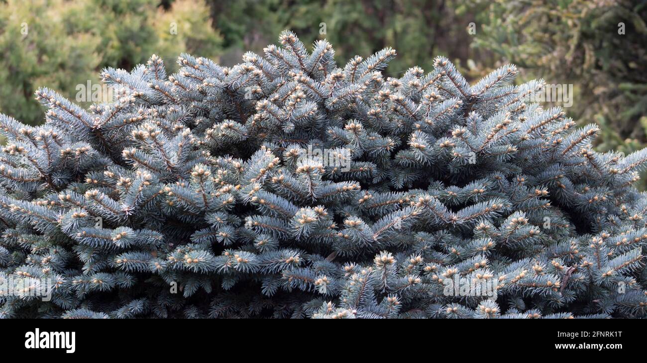 Decorative blue Christmas tree, Picea pungens, background from a branch of a tree of a Christmas tree Stock Photo
