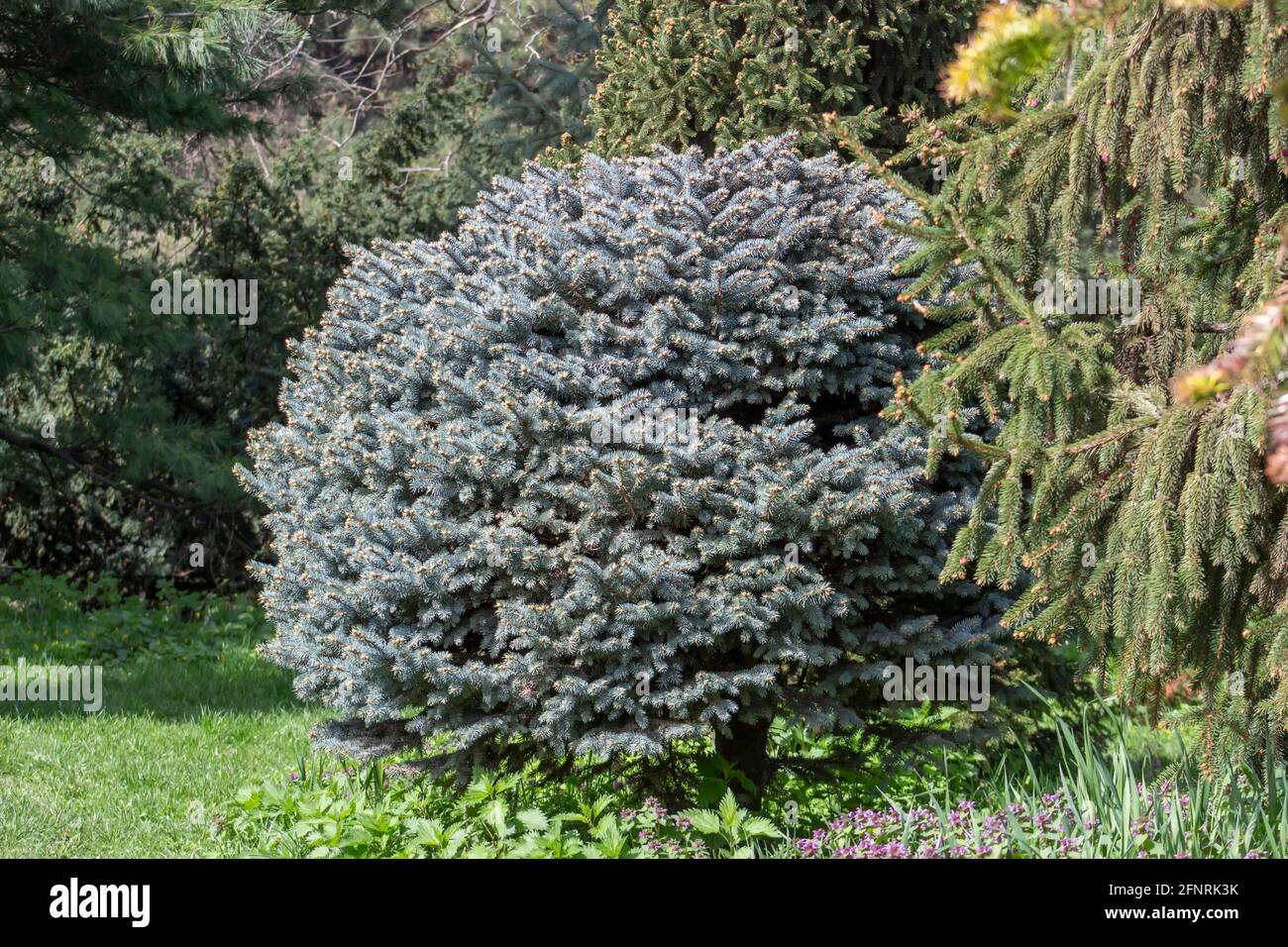 Decorative blue Christmas tree, Picea pungens, round tree growing in the park Stock Photo