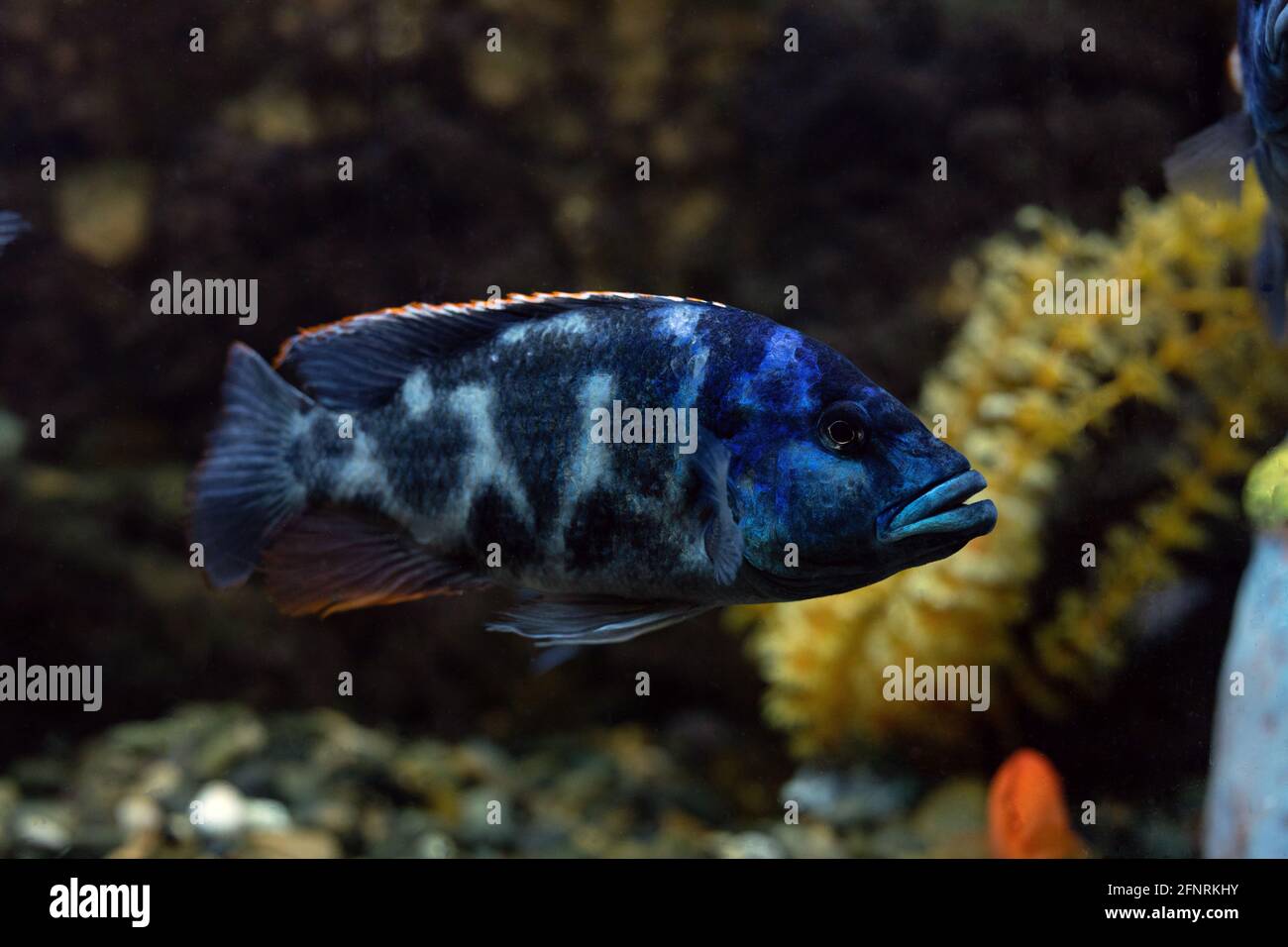 Tropical cichlids in aquarium. Underwater image of tropical fish. Melanochromis cyaneorhabdos fish Stock Photo