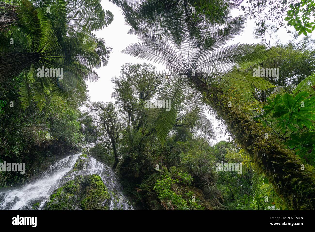 Towering tree ferns at Bridal Veil Falls at end of walk surrounded by