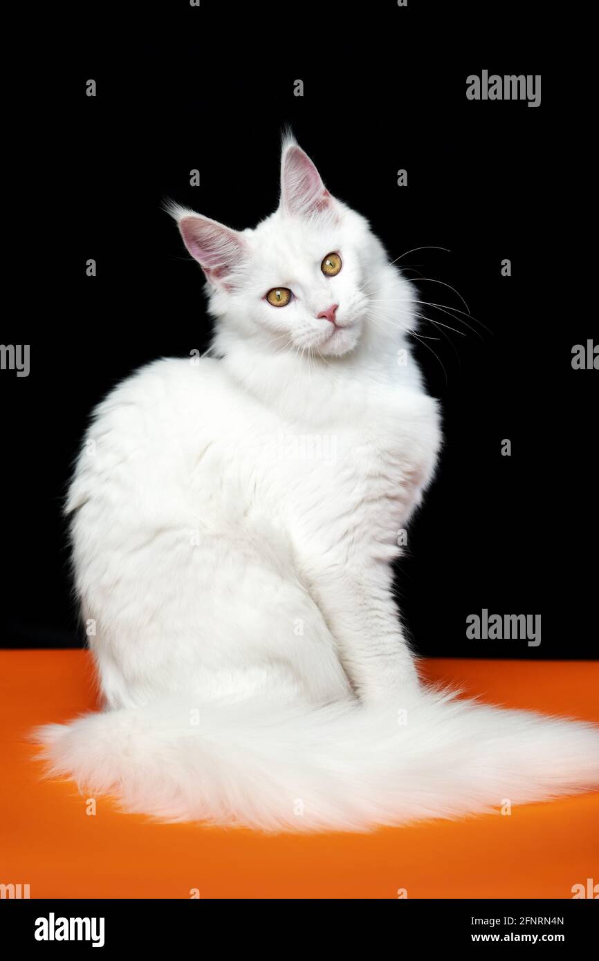 Beautiful animal American Forest Cat sitting on orange and black ...