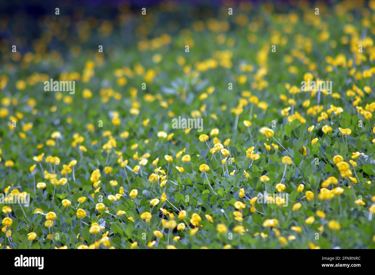green grass field with yellow flowers photo Stock Photo - Alamy