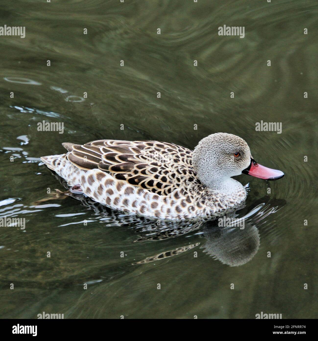 A view of a Cape Teal Duck Stock Photo - Alamy