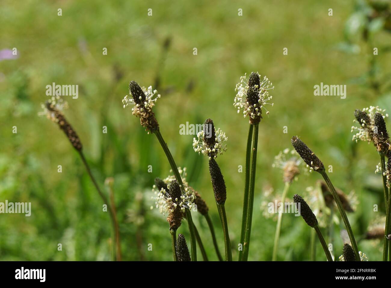 Close up flowers of ribwort plantain (Plantago lanceolata), family Plantaginaceae. A faded green background. Spring, Netherlands, May Stock Photo