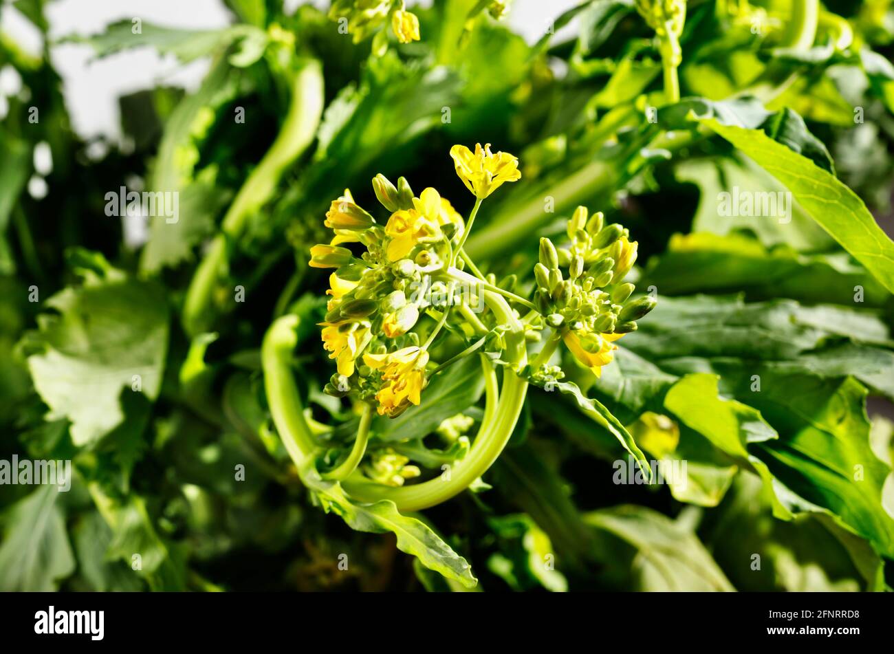Bunch of turnip greens -brassica rapa - with yellow flowers , root vegetable with bitter taste Stock Photo