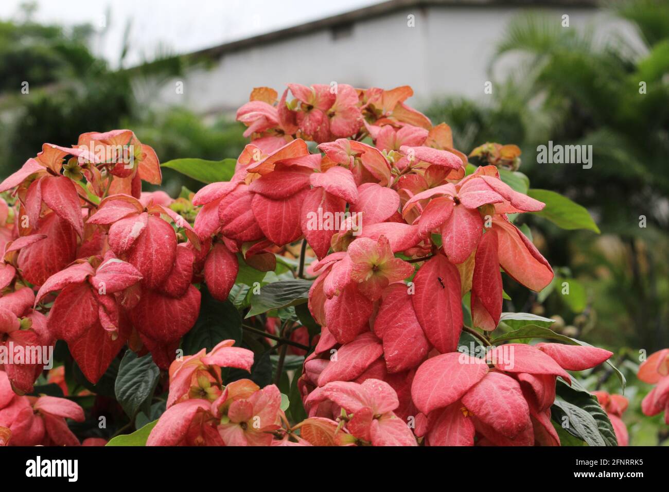 Selective focus of pink mussaenda flowers blooming in the backyard Stock Photo