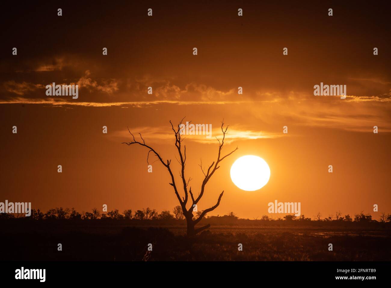 Outback Australia . Dead trees and arid scenes in outback rural Australia . Stock Photo