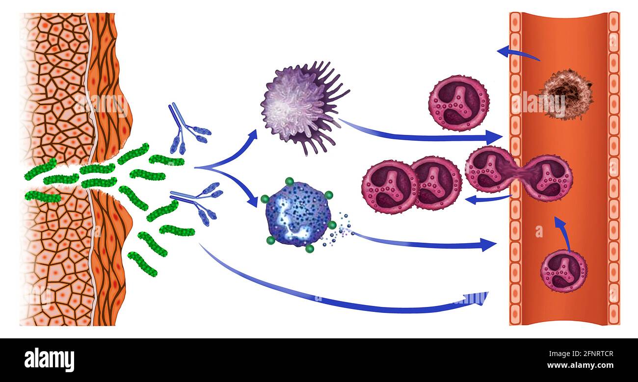 Scheme of macrophage activation. They are cells specialized in the detection, phagocytosis and destruction of harmful bacteria and organisms. Stock Photo