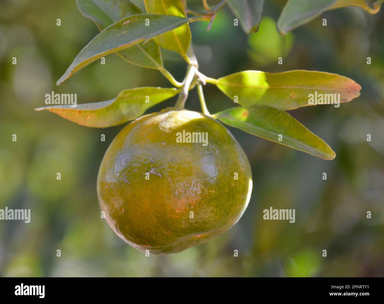 One sIngle unripe orange in dappled sunlight on the tree on a Mildura citrus fruit farm Stock Photo