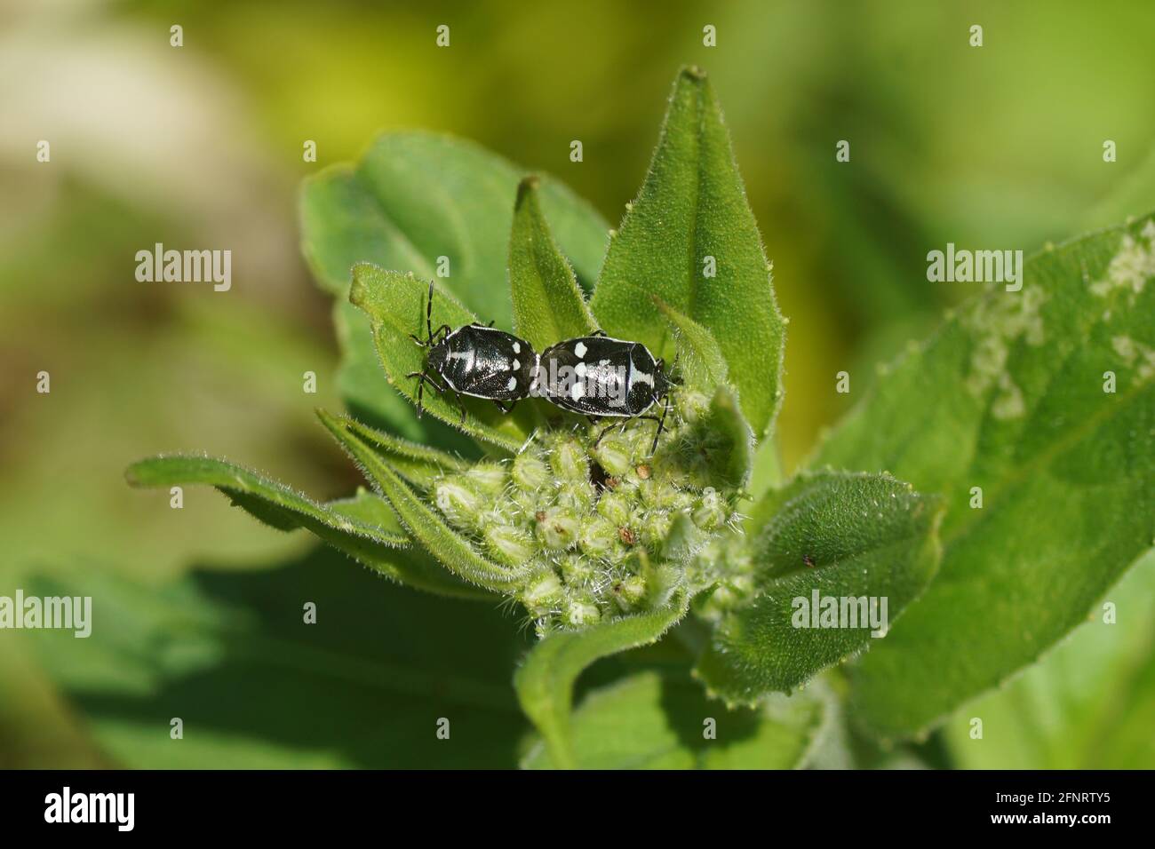 Two mating Cabbage bugs, brassica shieldbugs (Eurydema oleracea) of the