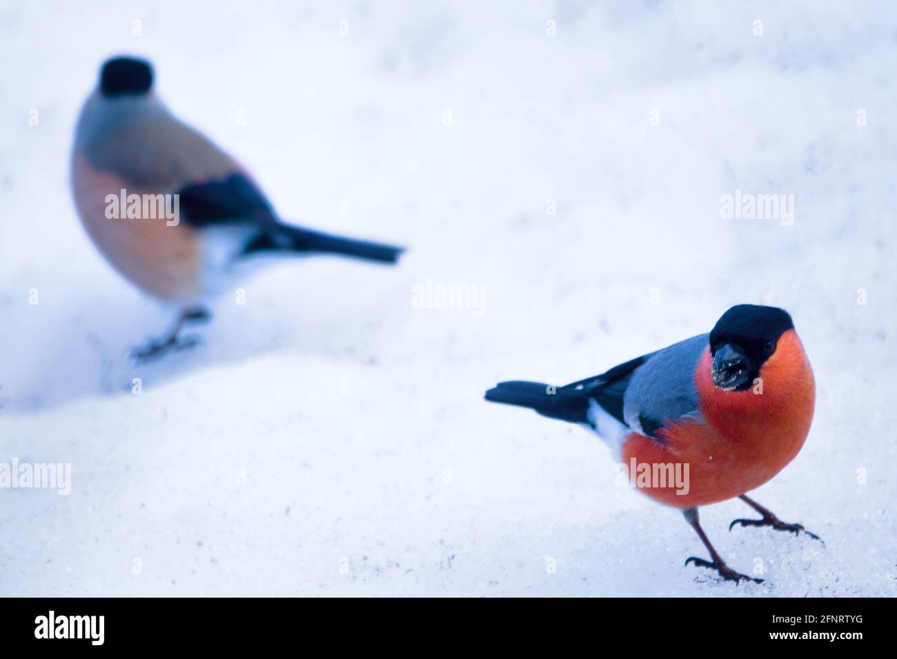 Bullfinch pair feeds on fallen seeds in the snow Stock Photo