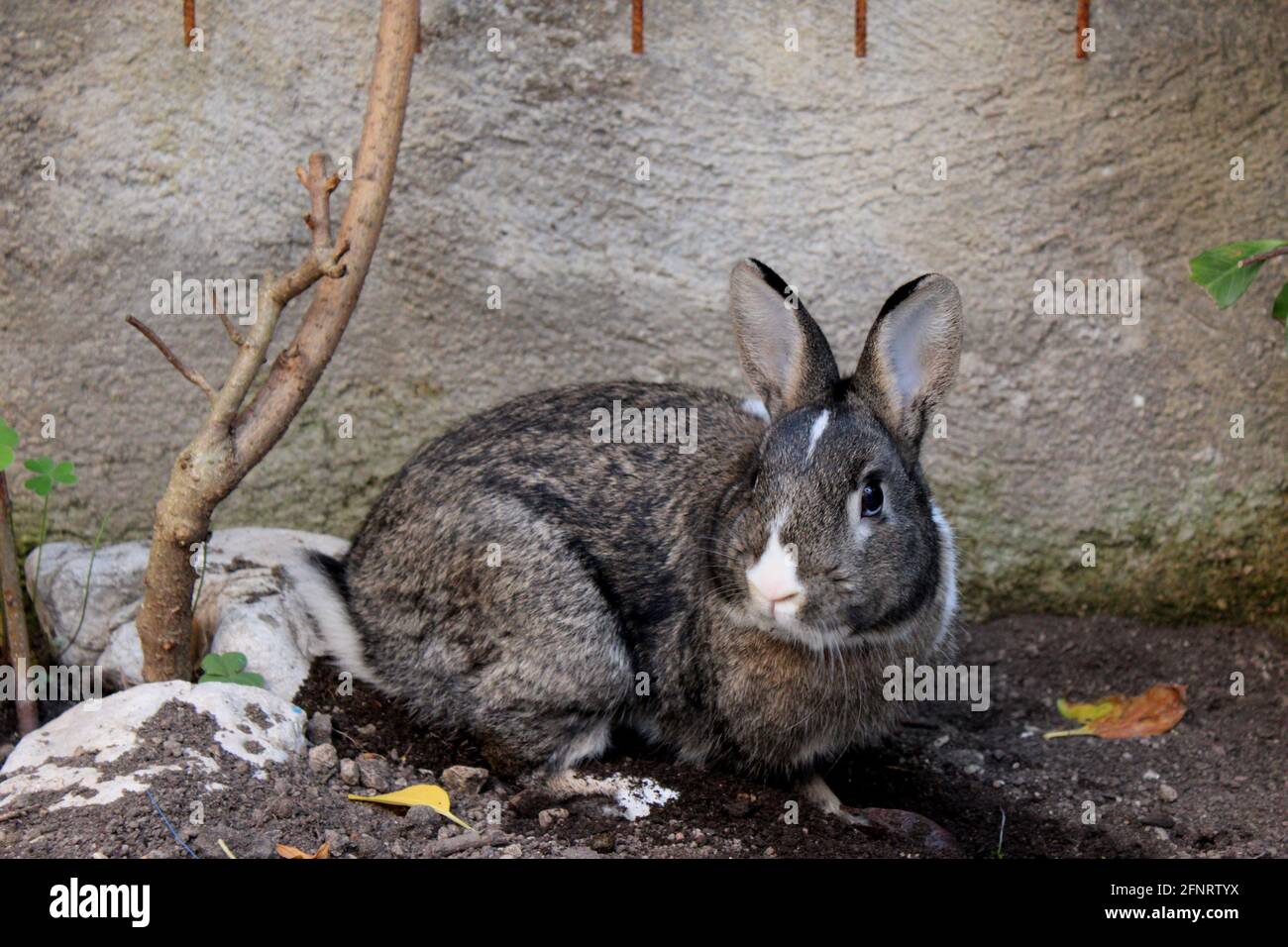 una comune giornata di un coniglio Stock Photo
