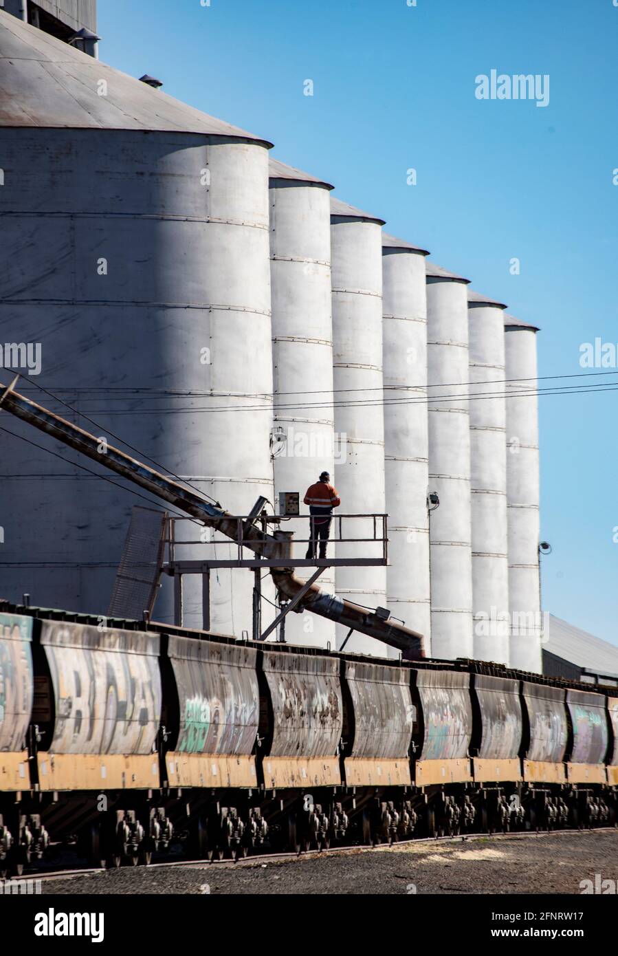 Rural Industry in rural Australia . A freight train being loaded with grain in rural Victoria. Stock Photo