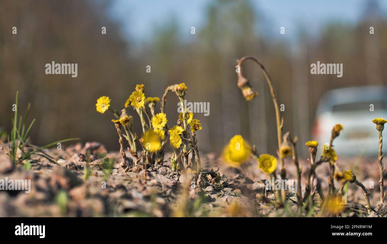 Roadside weeds hi-res stock photography and images - Alamy
