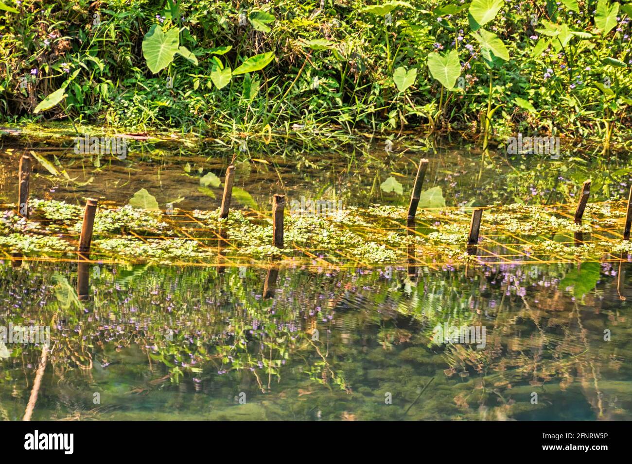 Aquaculture. pond cultivation of aquatic plants in Southeast Asia, Grow macrophytes of genuses Elodea, Aponogeton, Ludwigia, Vasora, Limnophila, Sagit Stock Photo