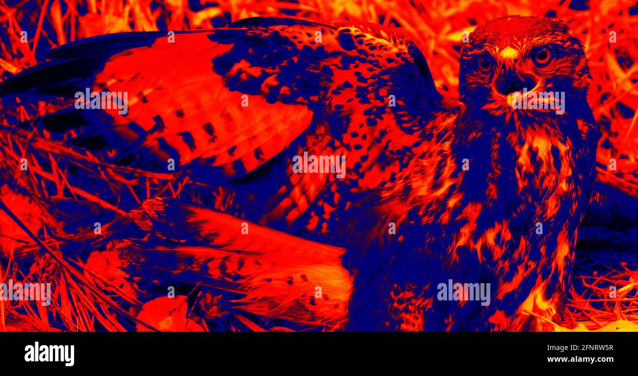 Bird of Prey. Scanning the animal's body temperature with a thermal