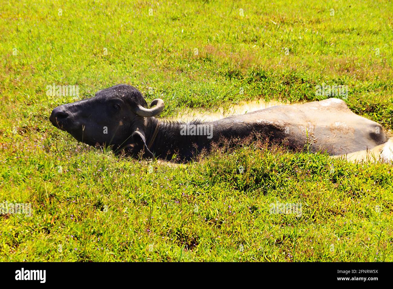 Quag Mire High Resolution Stock Photography and Images - Alamy