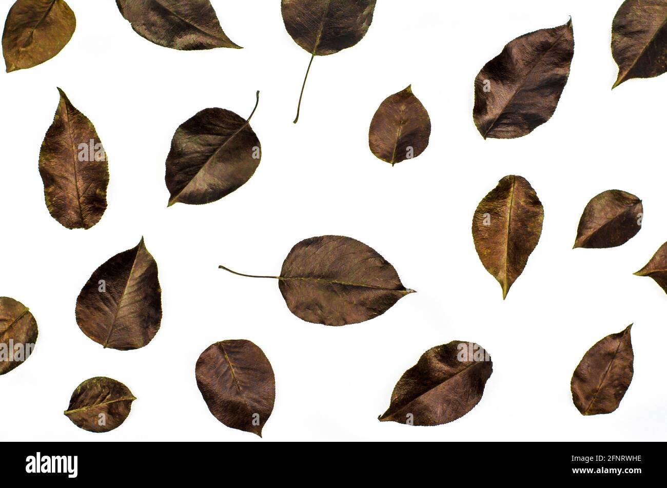 Dark autumn leaves on a white background, top view Stock Photo - Alamy