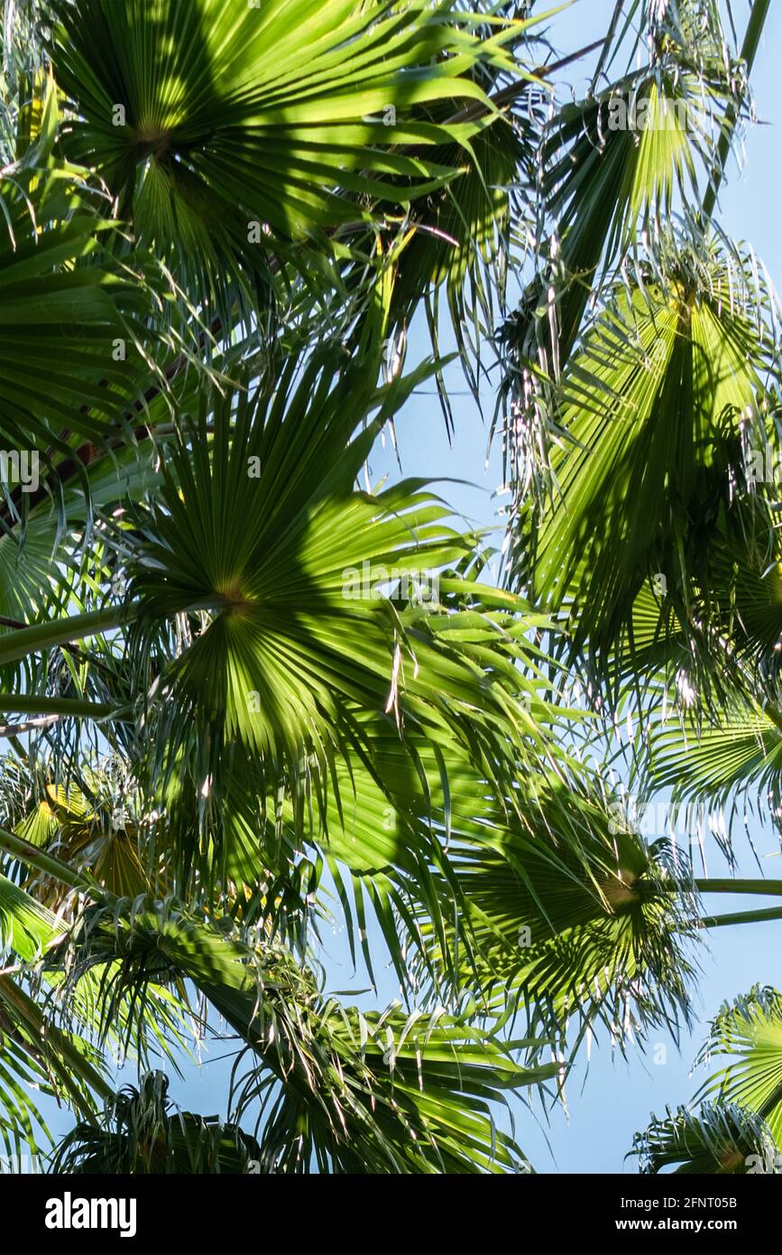 Palm Trees In Barcelona City, Spain Stock Photo Alamy