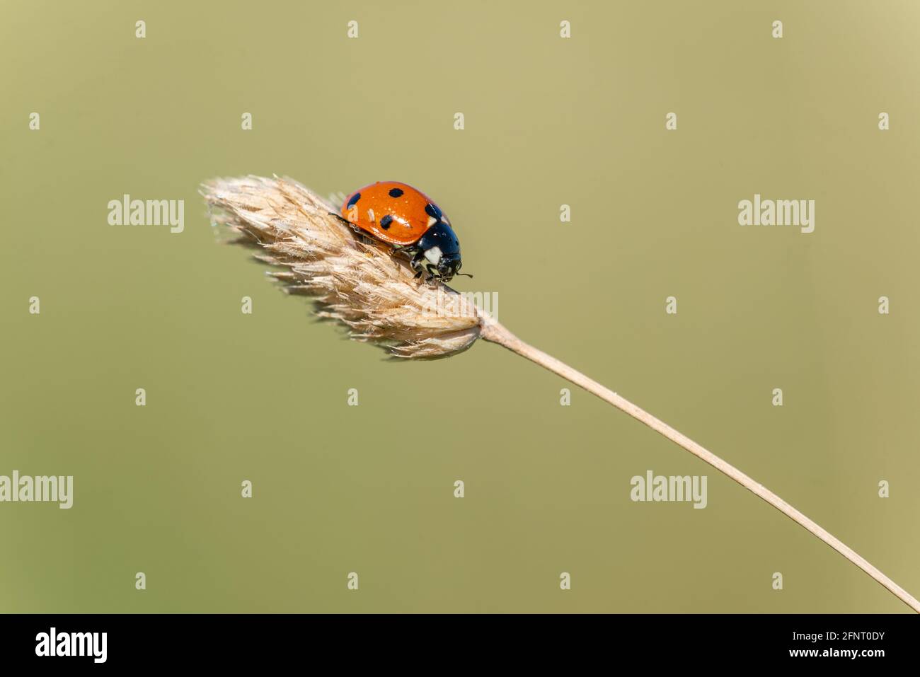 Ladybird (Coccinella septempunctata) crawling on dry grass stalk Stock Photo