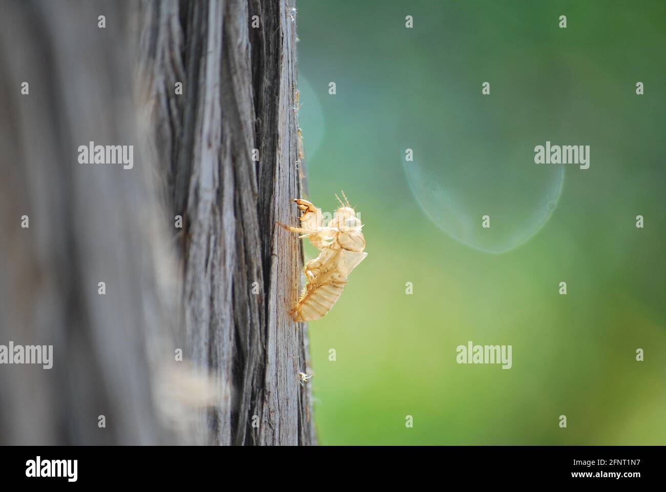 Close up of a cicada shell on a tree trunk with very soft and warm background in Greece Stock Photo