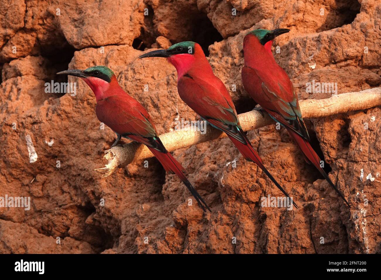 Africa, Zambia, Carmine bee-eaters Stock Photo