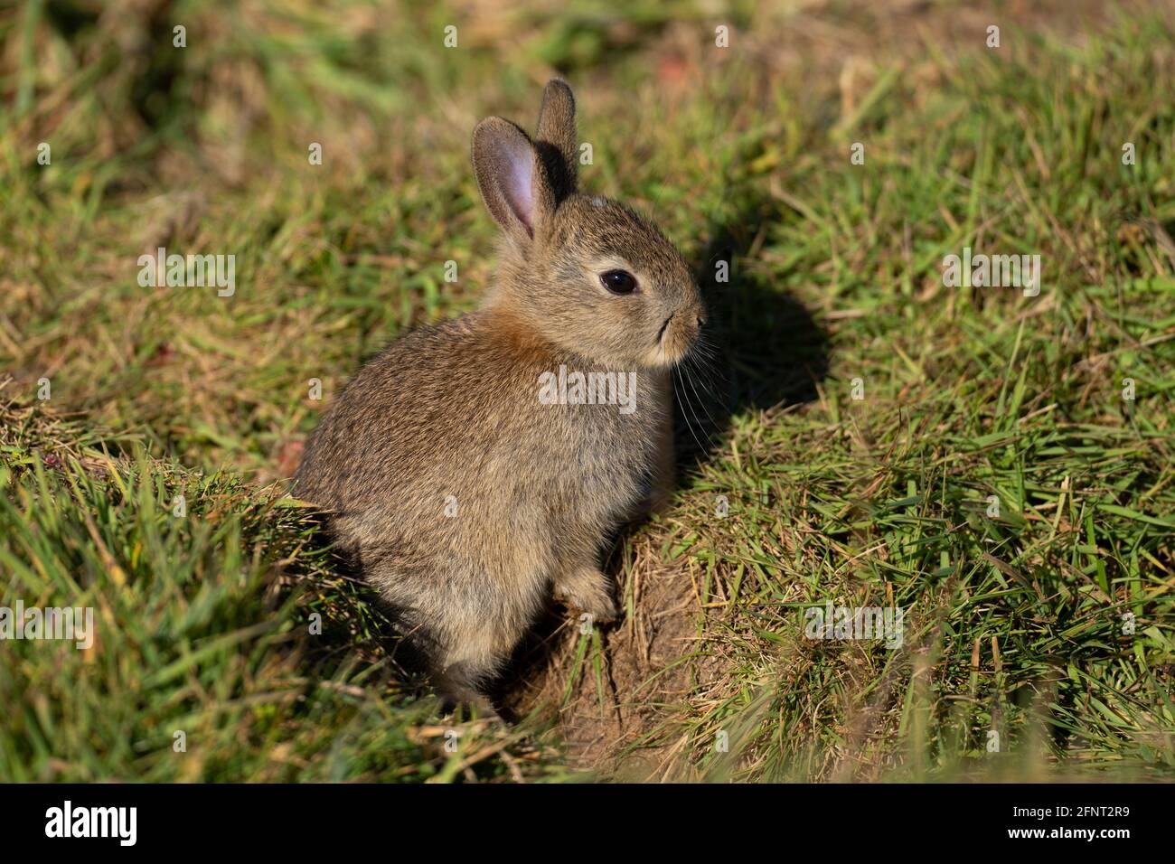 Baby Rabbit- Oryctolagus Cuniculus. Spring Stock Photo