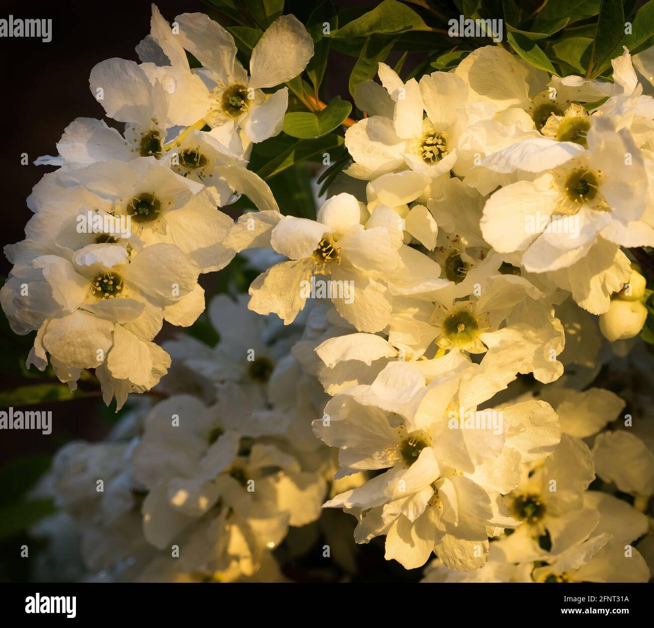 Early evening sunlight catching the blossom of Exochorda × macrantha, commonly known as The Bride. Stock Photo