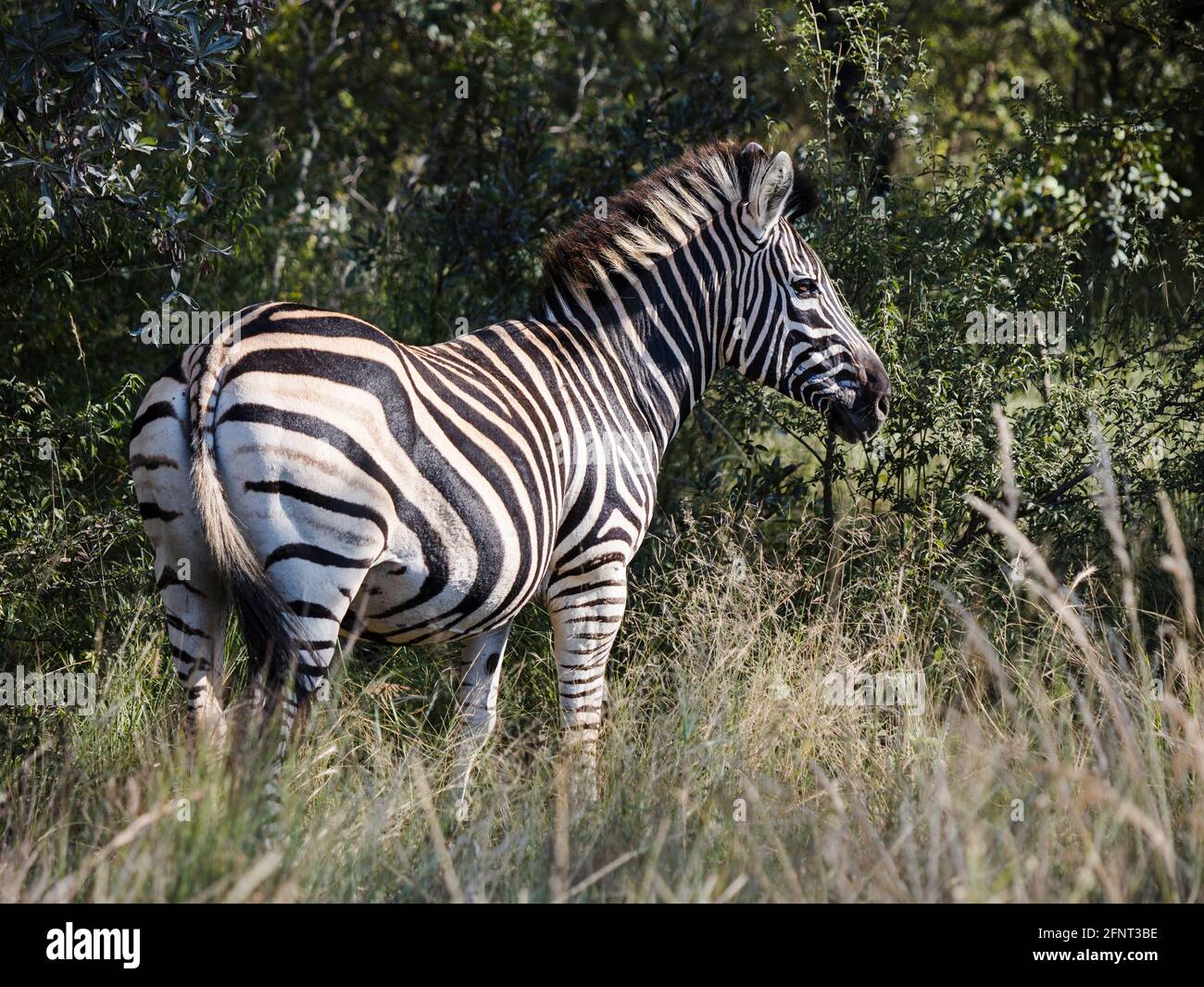 Zebra standing in tall the grass in the sun full-length shot Stock Photo