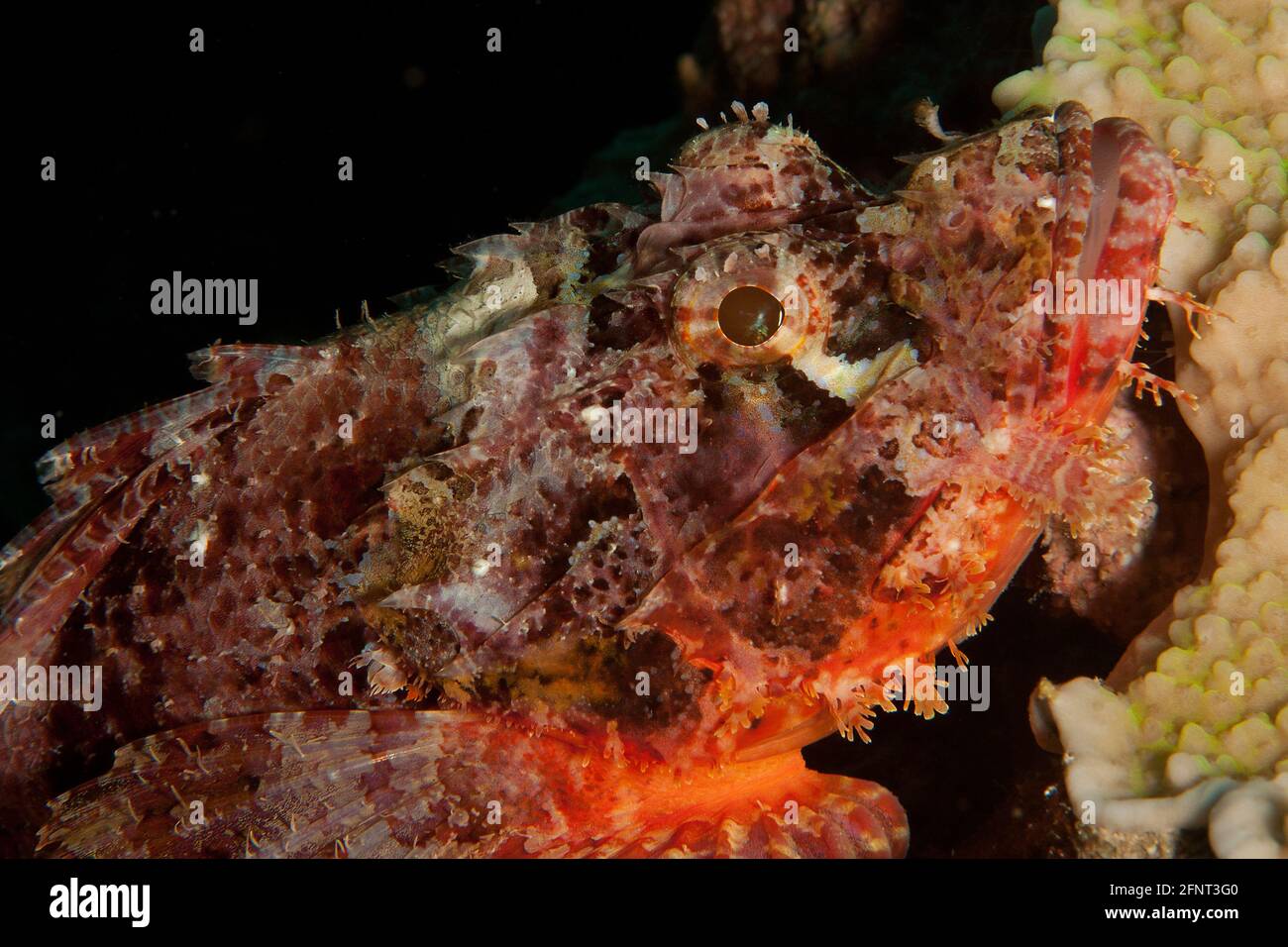 Raggy Scorpionfish Stock Photo