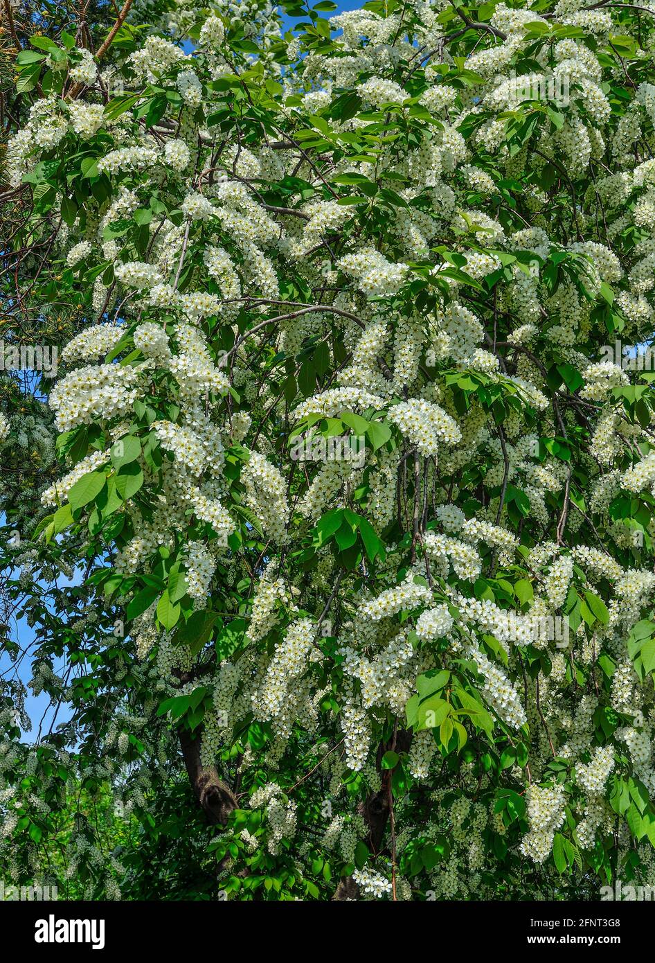 Bird cherry tree branches in full blossom close up in the garden - spring floral background. Beauty of nature in springtime - white smelling clouds of Stock Photo