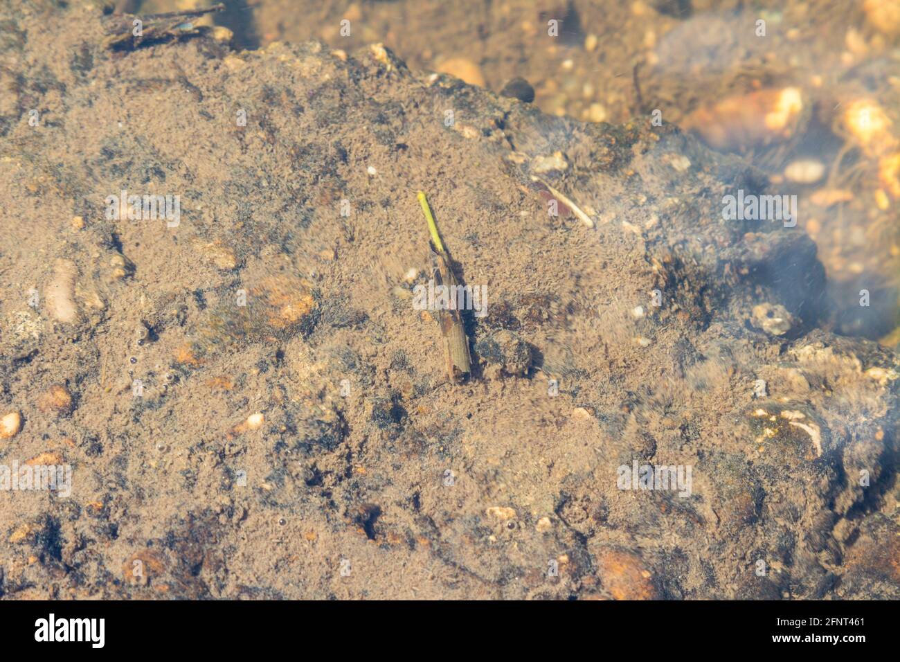 Caddisfly Trichoptera larvea case underwater of brook Ikva, Sopron, Hungary Stock Photo