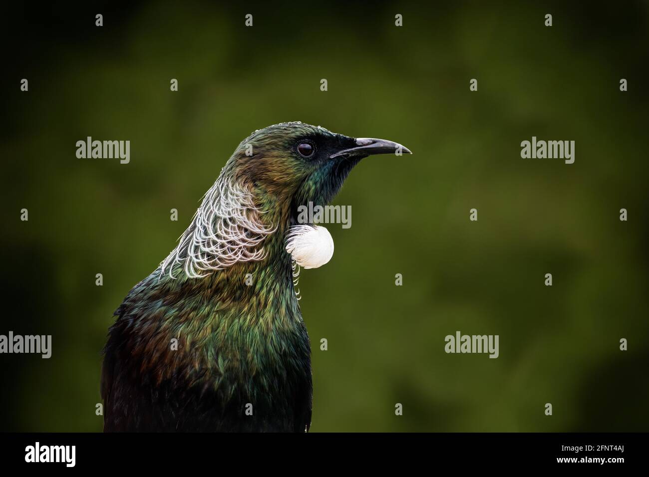 Tui New Zealand Native Bird High Resolution Stock Photography and ...