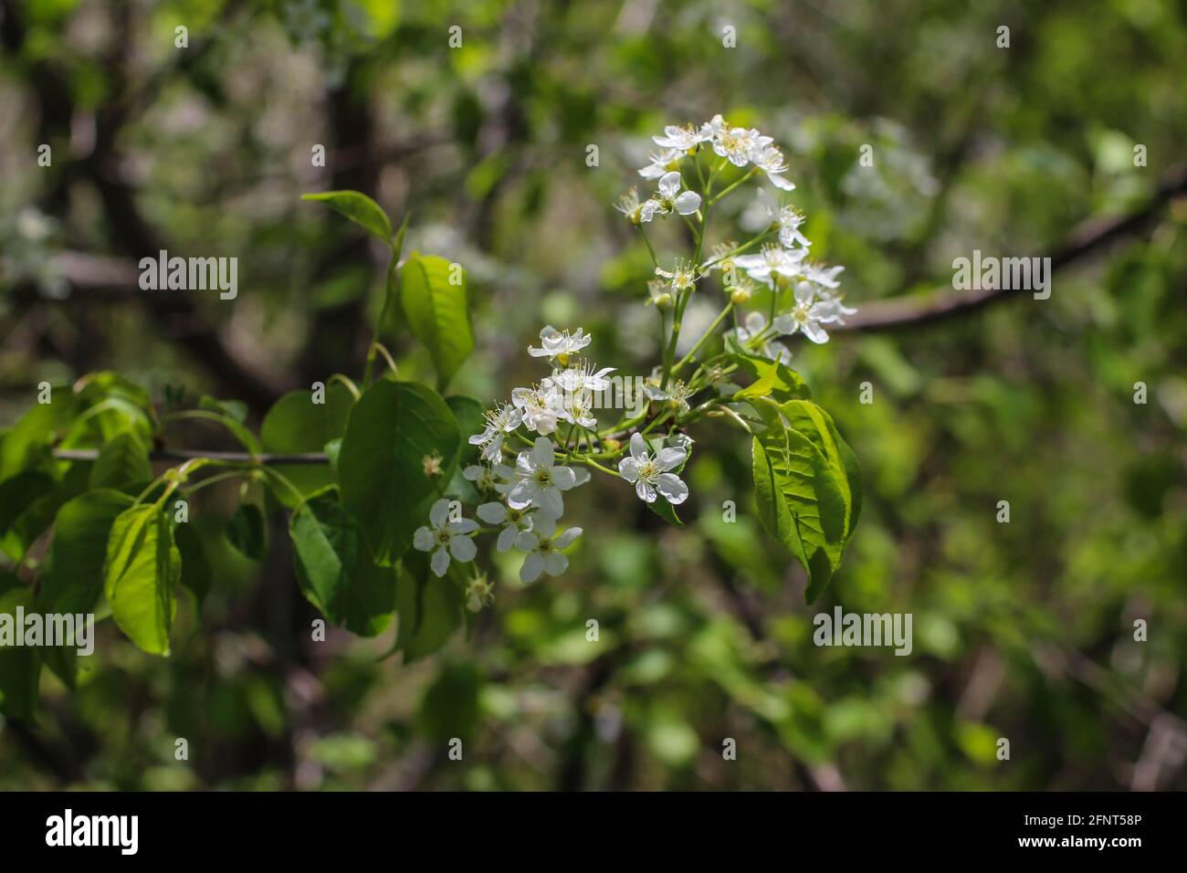 Branch with white flowers of the mahaleb cherry, latin name Prunus mahaleb in central Serbia Stock Photo