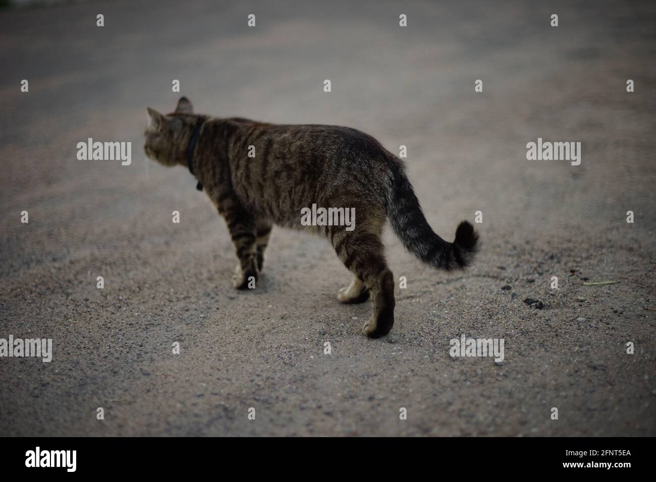 Tabby cat walking away along the road, side view Stock Photo Alamy