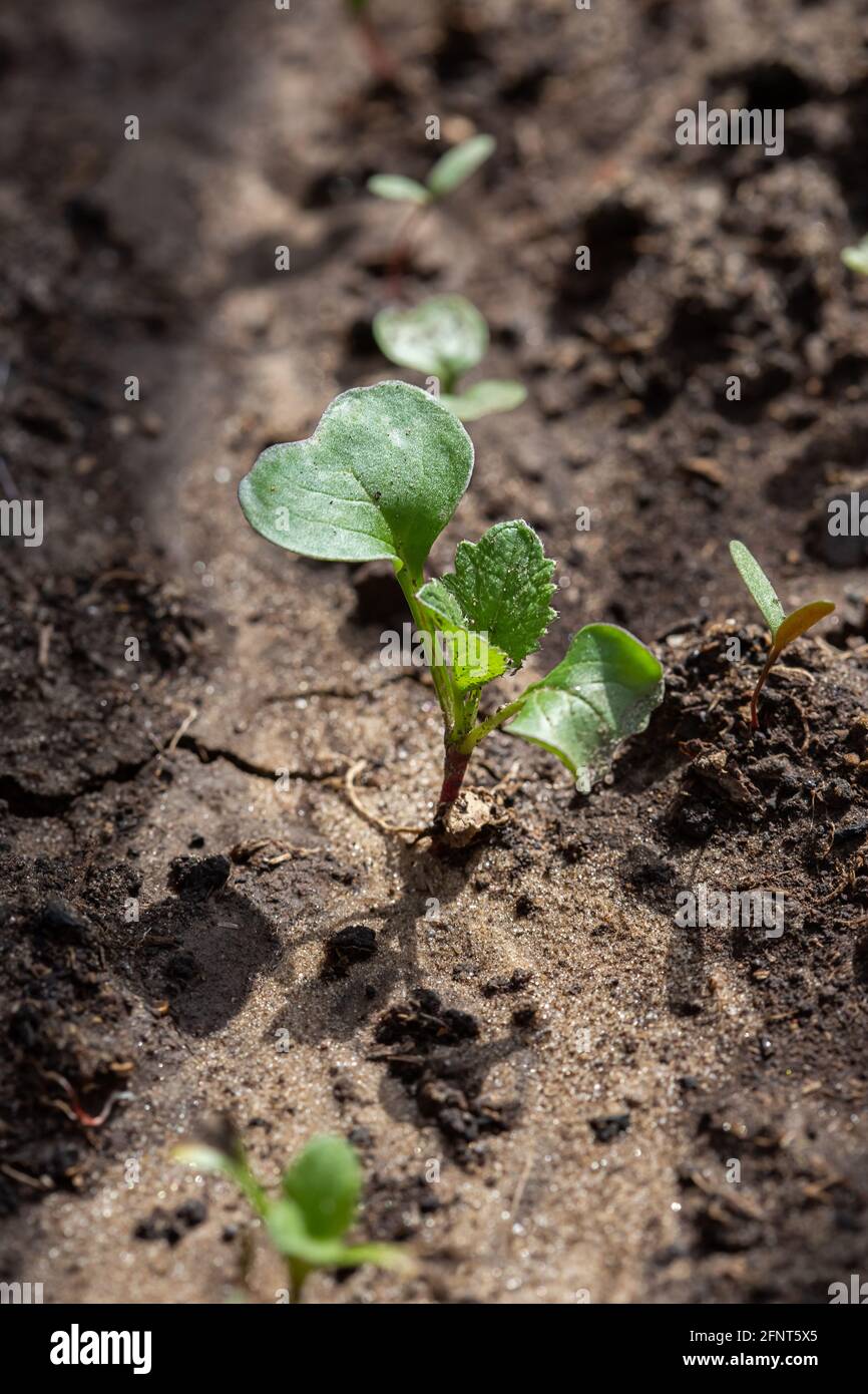Seedlings of radish and lettuce in a garden bed in a greenhouse