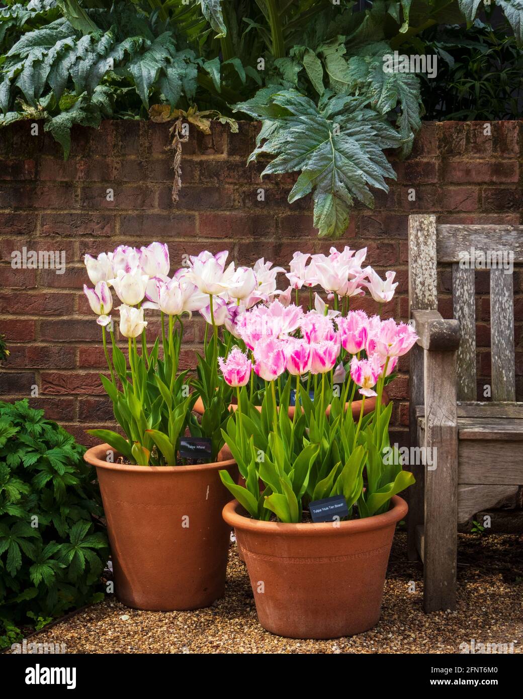 Potted Display of Tulips Next to Outdoor Seat at RHS Hyde Hall Gardens in Essex on a Dull May Morning with Green Foliage in Background Stock Photo