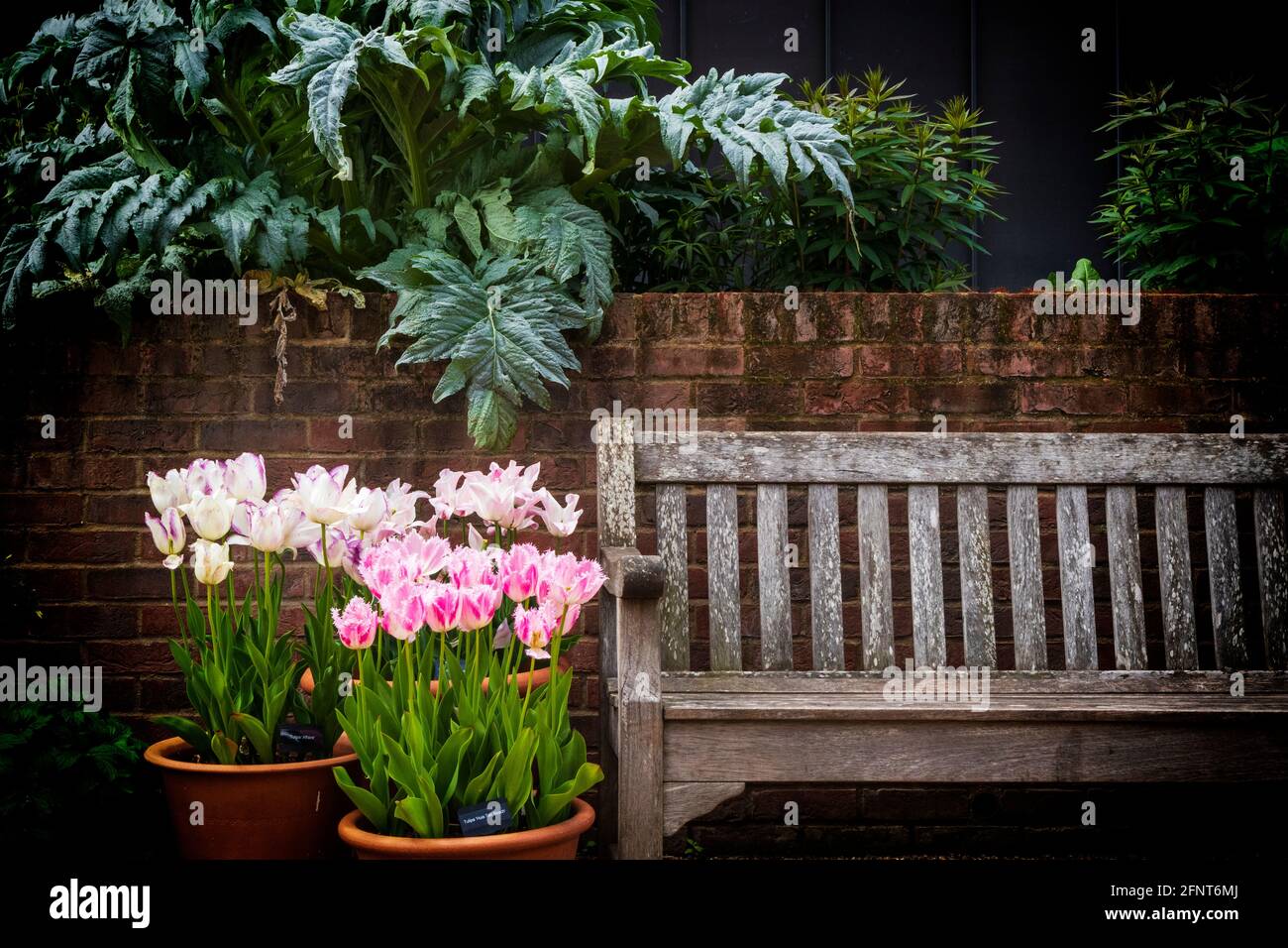 Potted Display of Tulips Next to Outdoor Seat at RHS Hyde Hall Gardens in Essex on a Dull May Morning with Green Foliage in Background Stock Photo