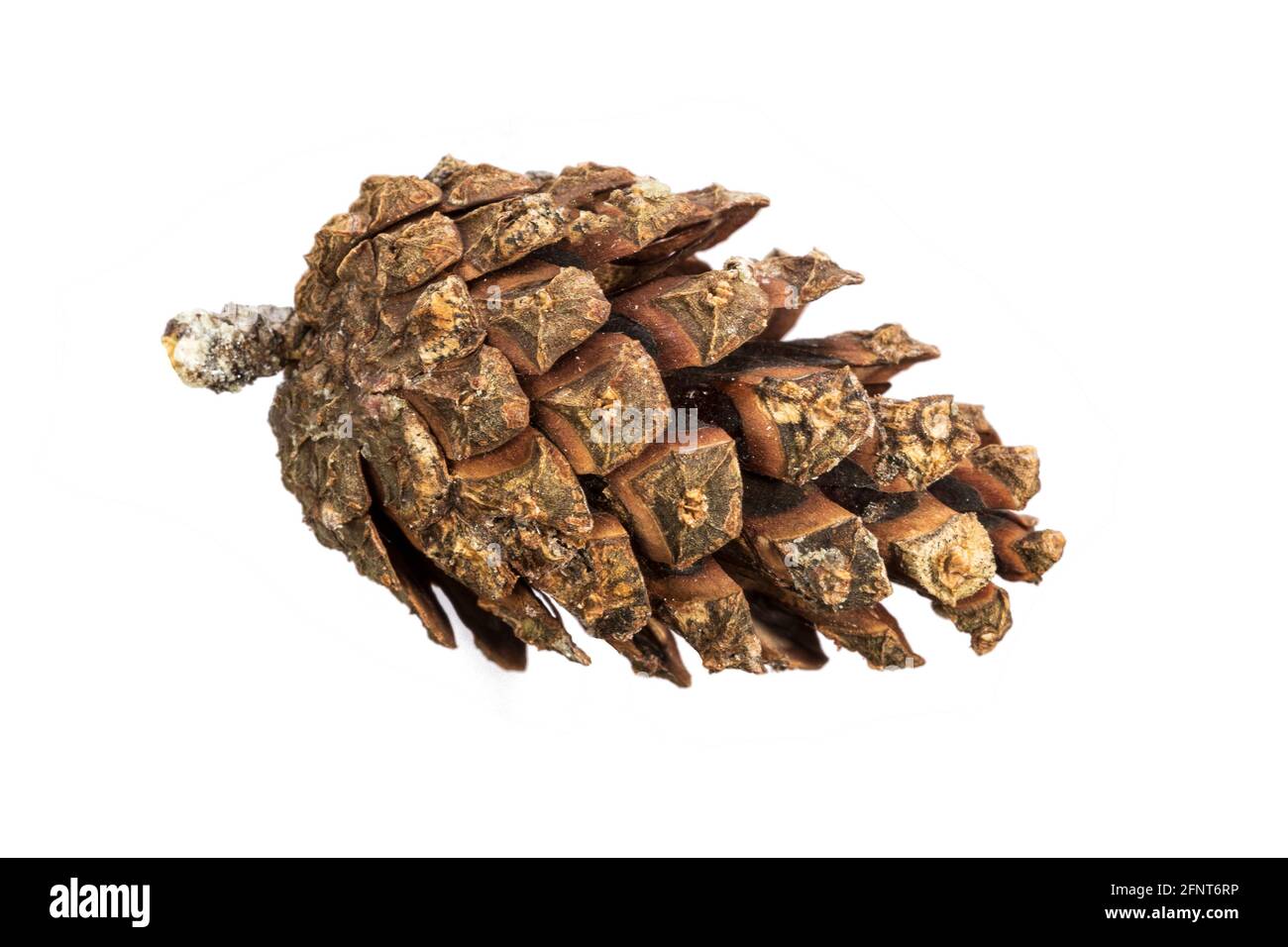 beautiful pine cone isolated on a white background. High quality photo ...