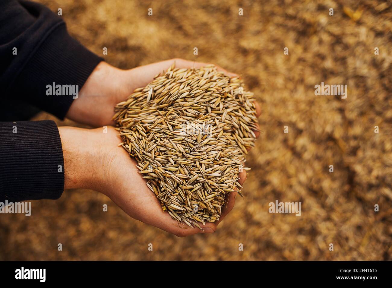 The hands of a farmer close-up holding a handful of wheat grains. Copy ...