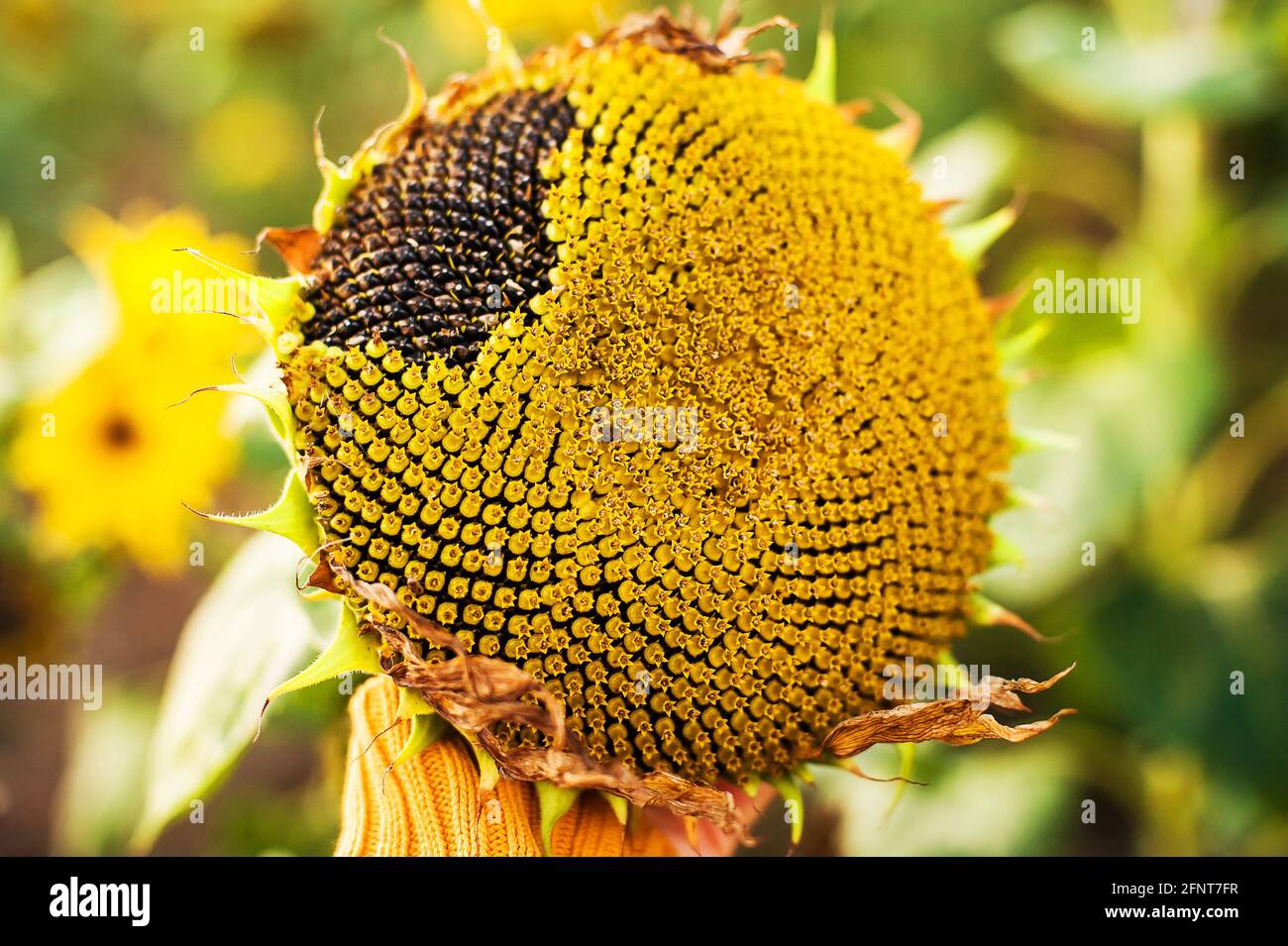 Withered Sunflowers. Ripened Dry Sunflowers Ready for Harvesting Stock ...