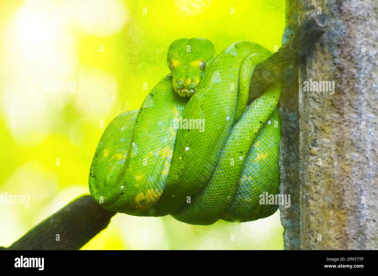 Green python on the branches of trees in the jungle Stock Photo - Alamy