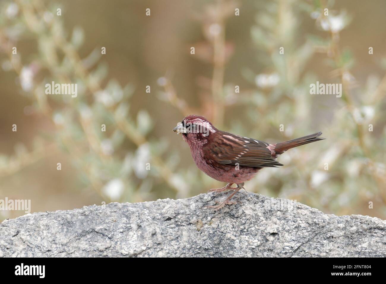 Spot-winged Rosefinch (Carpodacus rodopeplus) male Stock Photo