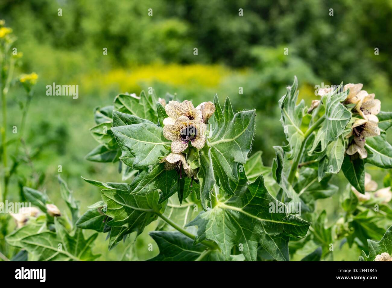 Wildgrowing poisonous herb Hyoscyamus. Beige flower with lilac veins