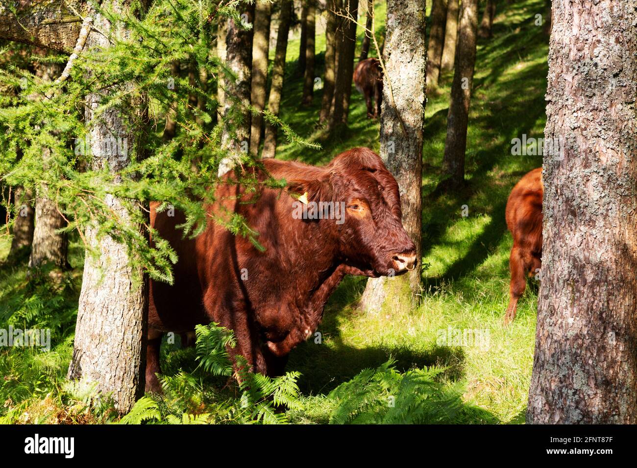 Luing cattle in woodland in Cumbria, England. The hardy Scottish breed is a mix of Highland and Shorthorn cattle. Stock Photo