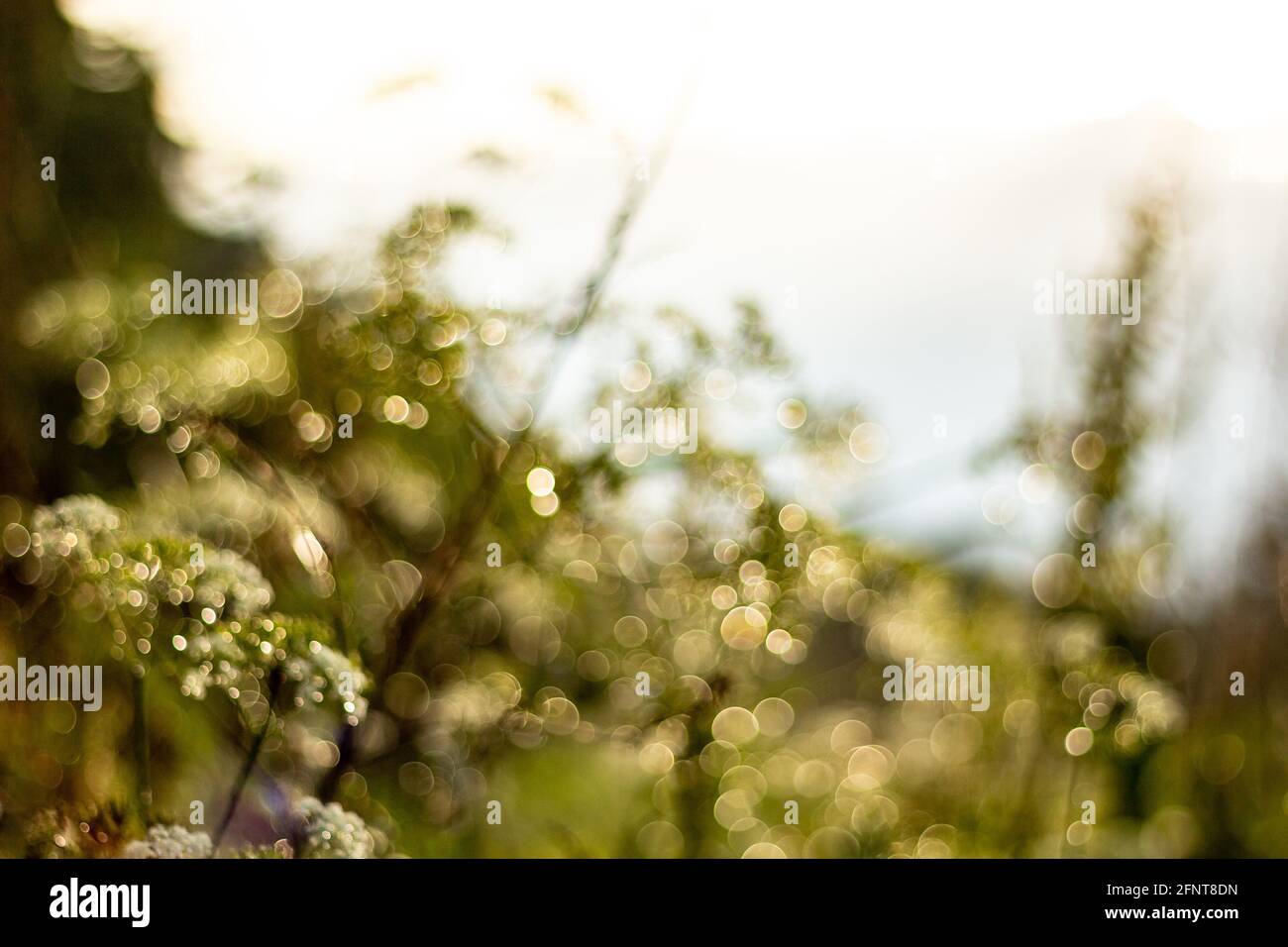 Blur nature green background hi-res stock photography and images - Alamy