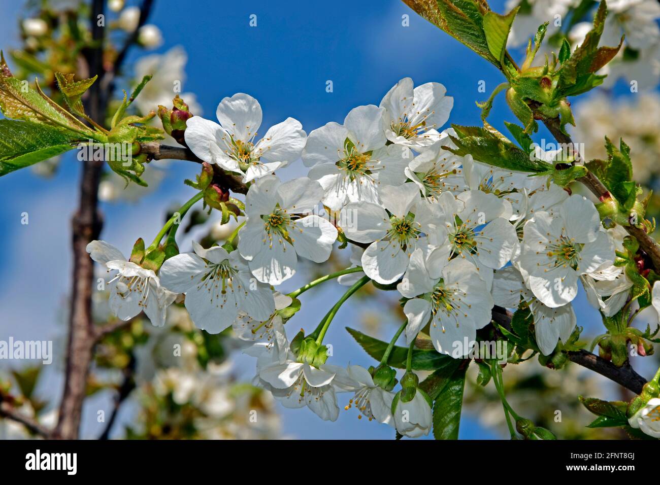 Dense cluster white blossoms hi-res stock photography and images - Alamy