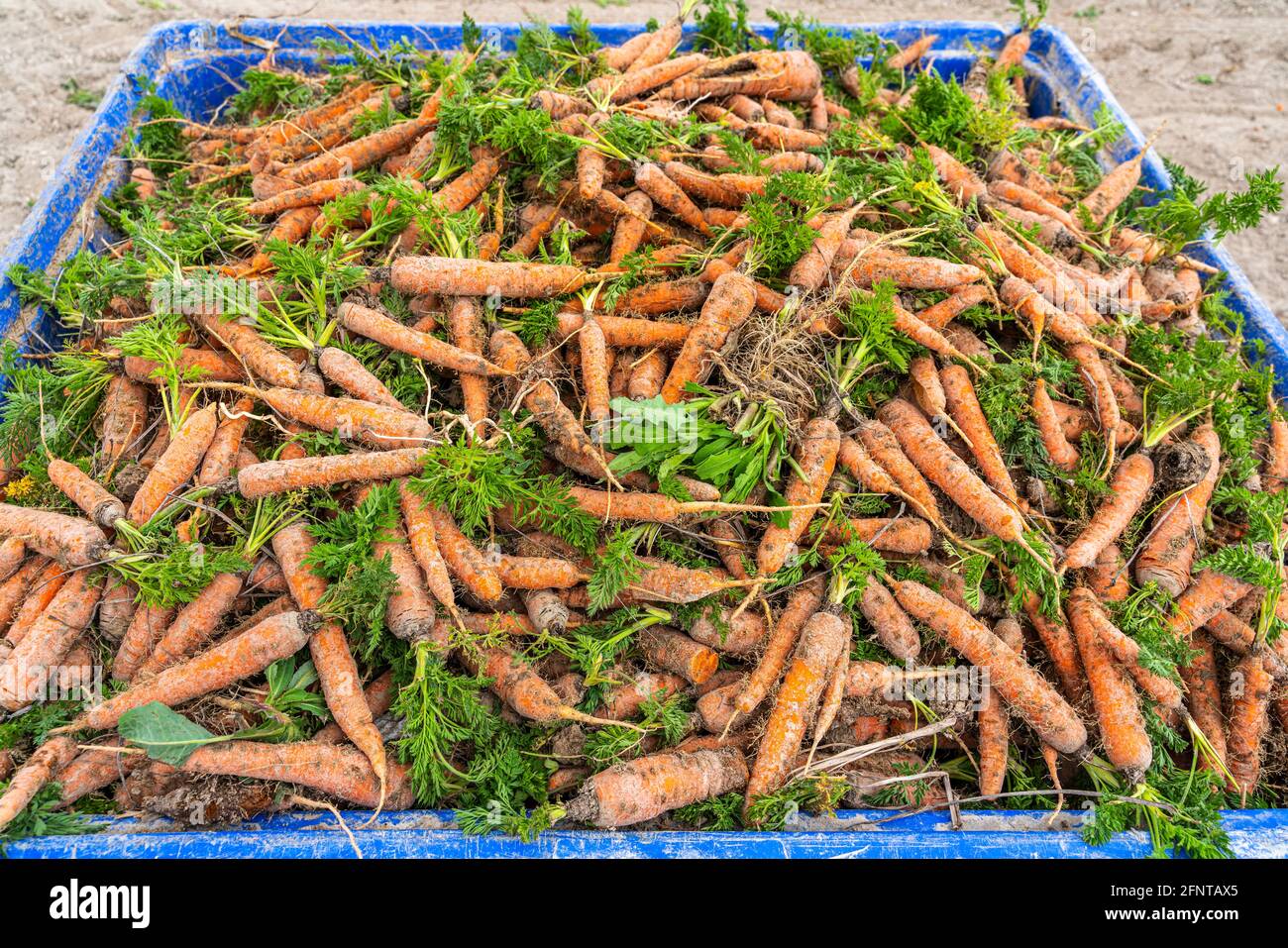 Carrots just picked from the ground and stowed in crates. Fucino, Abruzzo, Italy, Europe Stock Photo