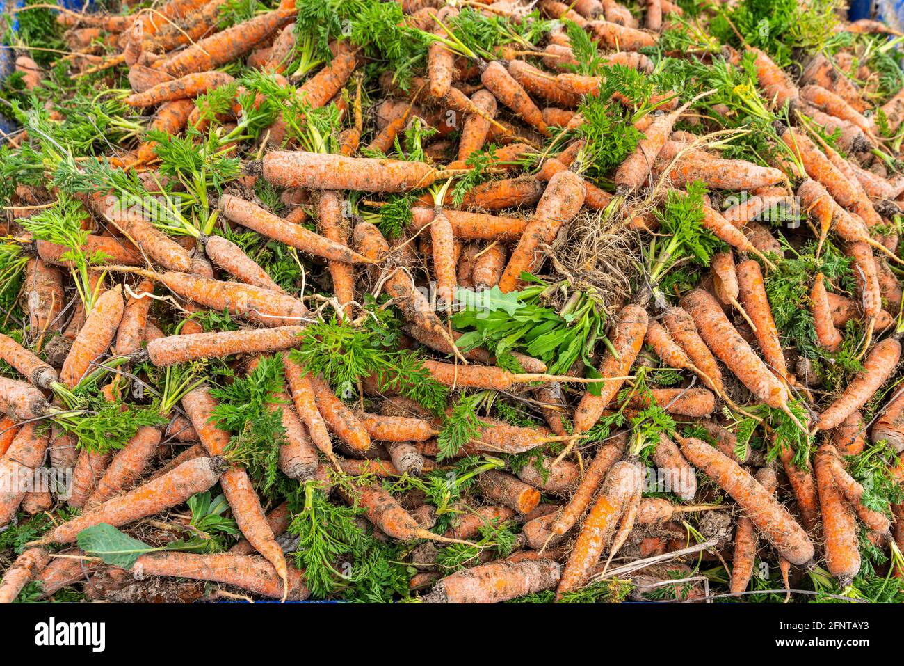 Carrots just picked from the ground and stowed in crates. Fucino, Abruzzo, Italy, Europe Stock Photo