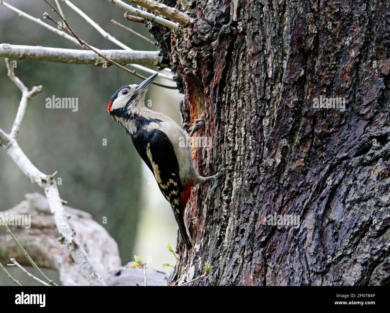 Great spotted woodpecker with food for its chicks in the nest Stock Photo